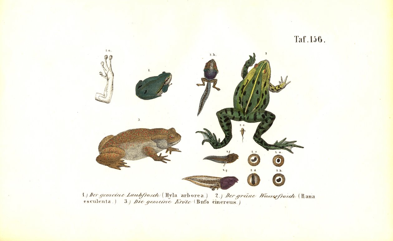 European Tree Frogs and Common Toad by J. W. Tenhaeff