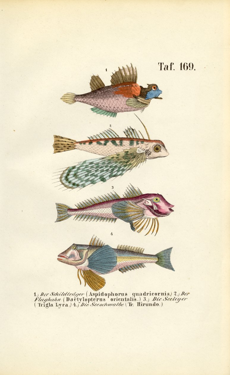 Exotic Fish with Special Body Forms by J. W. Tenhaeff