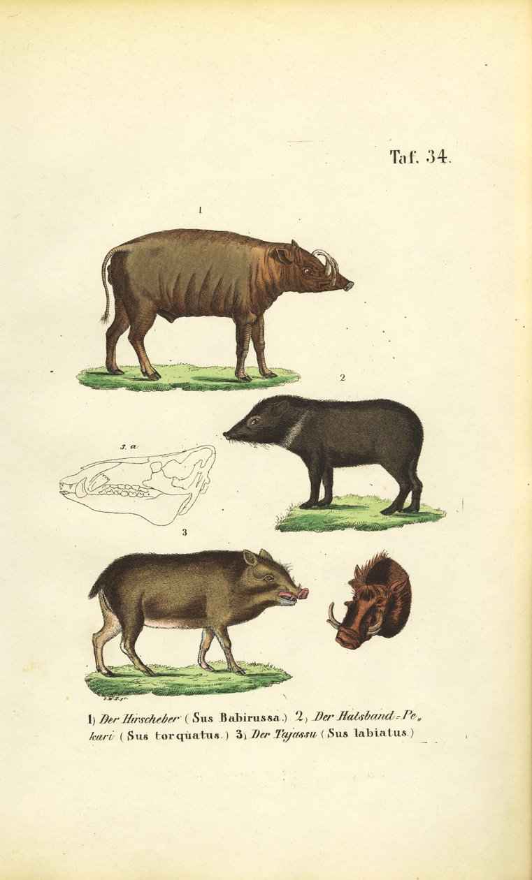 Exotic Pig Species: Babirusa, Collared Peccary, and White-lipped Peccary by J. W. Tenhaeff