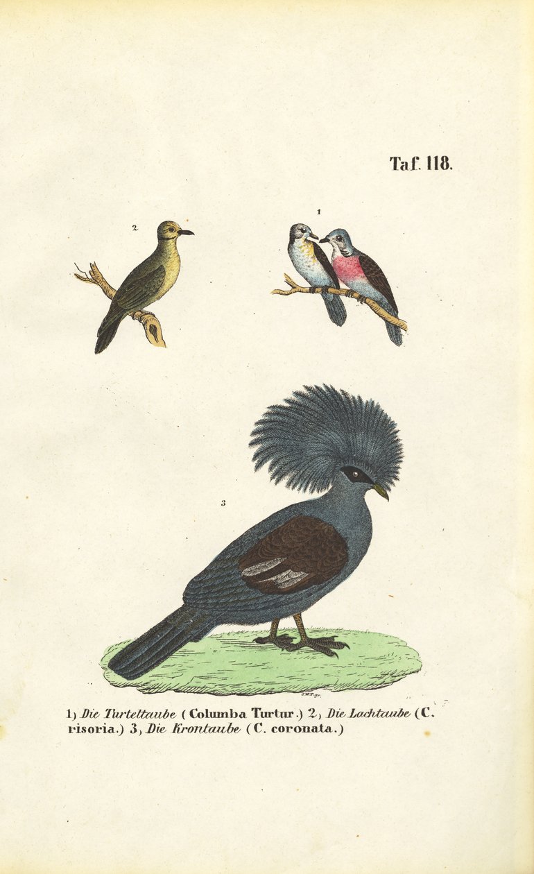 Exotic Pigeon Species and Victoria Crowned Pigeon by J. W. Tenhaeff