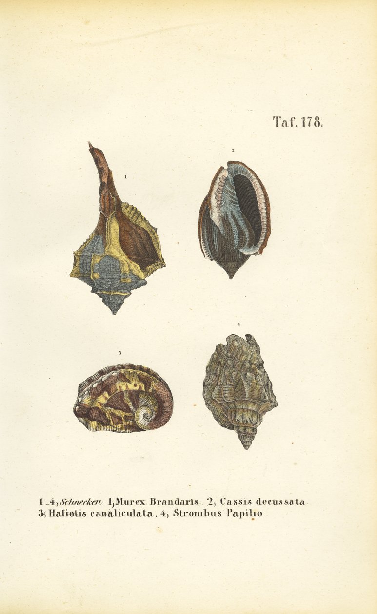Exotic Sea Snails by J. W. Tenhaeff