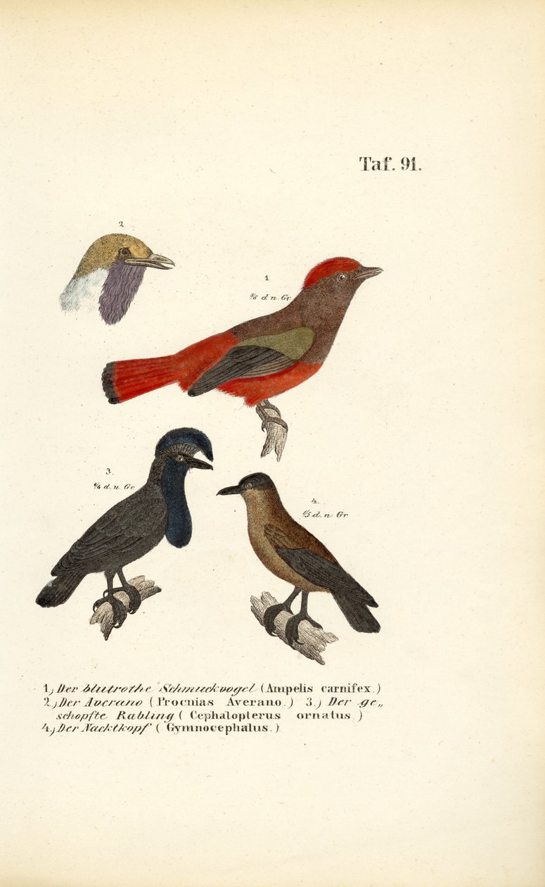 Exotic Songbirds from South America by J. W. Tenhaeff