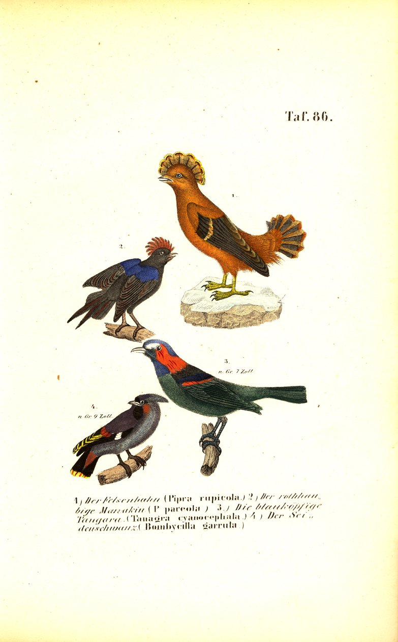 Exotic Songbirds from South America by J. W. Tenhaeff