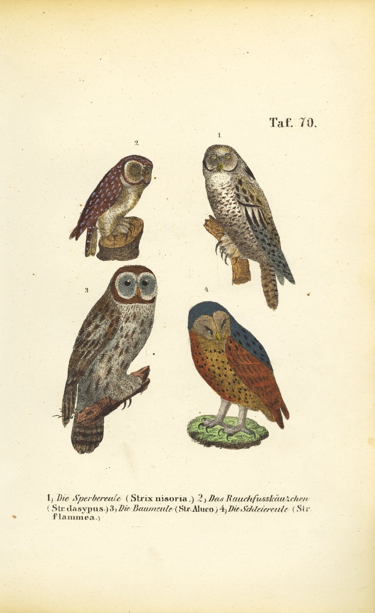 Four European Owl Species by J. W. Tenhaeff