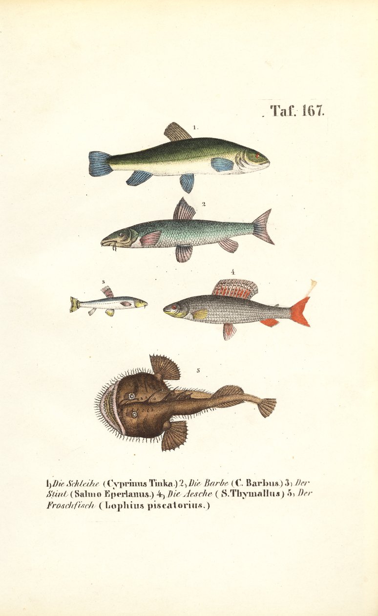 Freshwater and Marine Fish by J. W. Tenhaeff