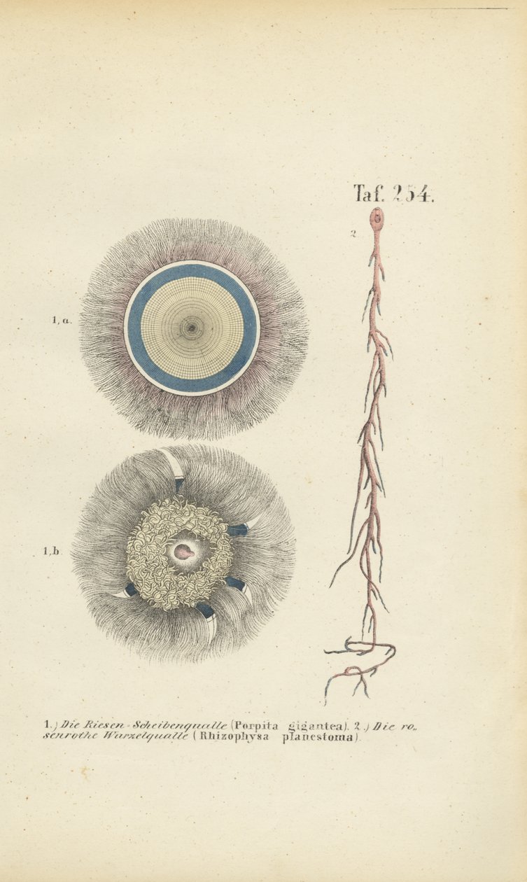 Giant Blue Button and Red Root Jellyfish by J. W. Tenhaeff