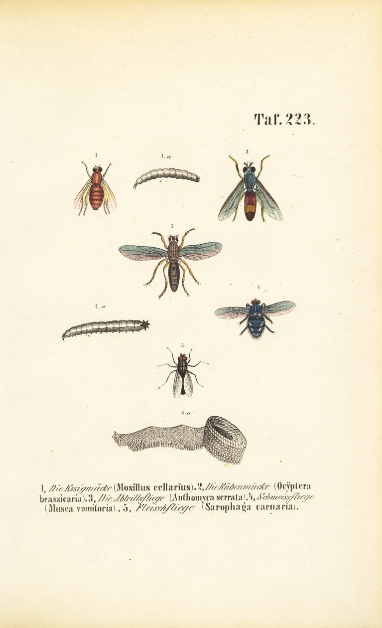 Harmful Fly Species and Their Larvae by J. W. Tenhaeff