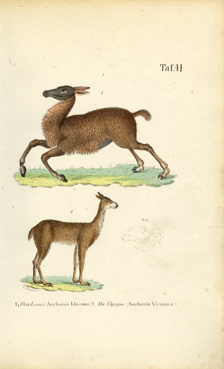 Llama and Vicuña by J. W. Tenhaeff