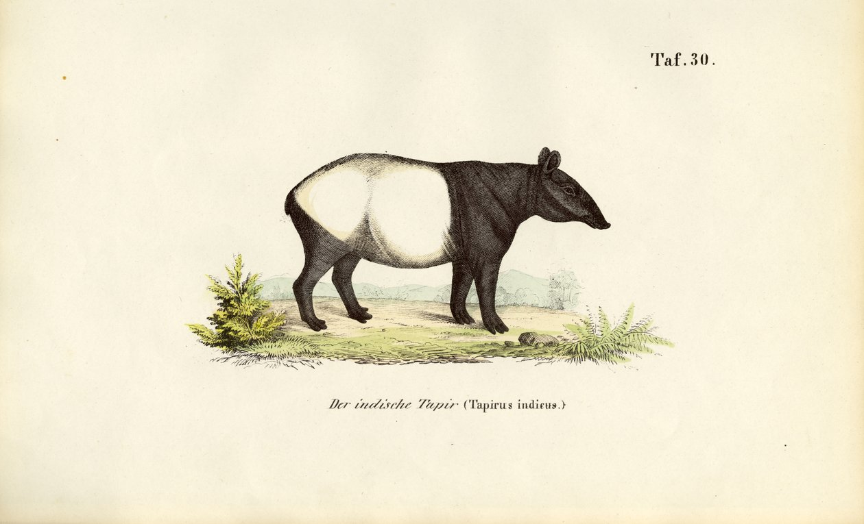 Malayan Tapir by J. W. Tenhaeff