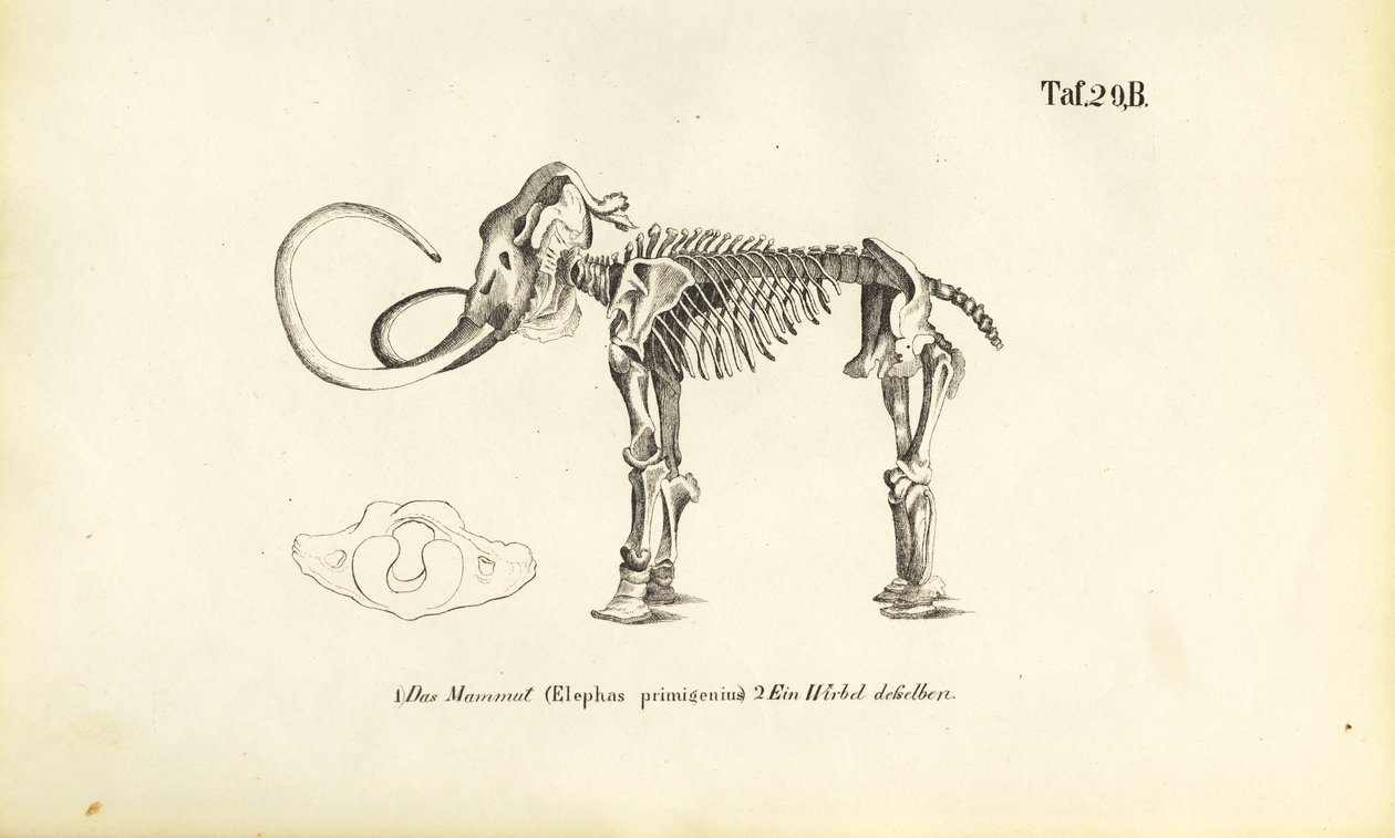 Mammoth Skeleton by J. W. Tenhaeff