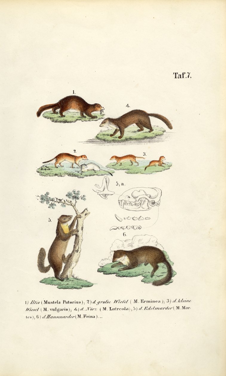Marten Species with Skull Illustration by J. W. Tenhaeff