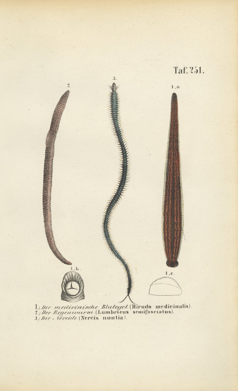 Medicinal Leech, Earthworm and Nereid by J. W. Tenhaeff