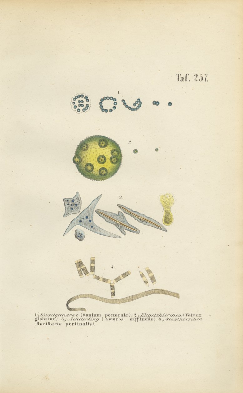 Microorganisms: Gonium, Volvox and Other Single-celled Organisms by J. W. Tenhaeff