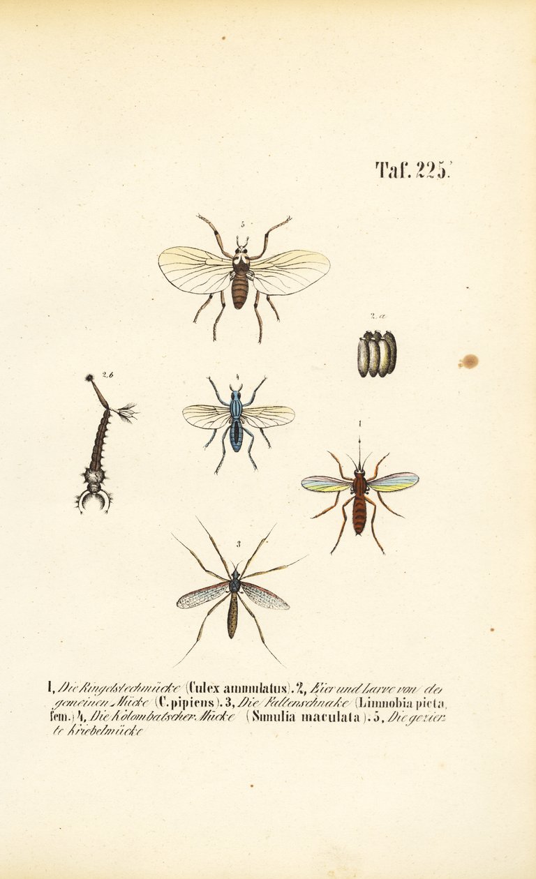 Mosquitoes and Their Developmental Stages by J. W. Tenhaeff