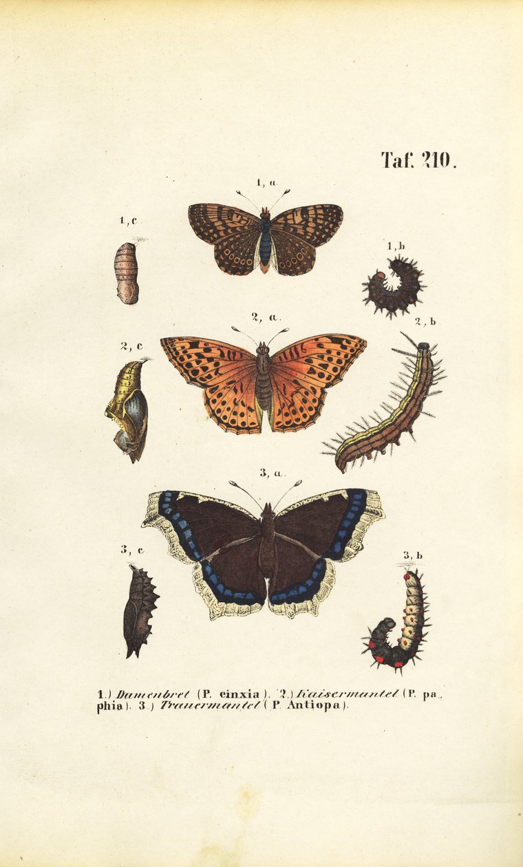 Native Fritillaries and Brush-footed Butterflies with Developmental Stages by J. W. Tenhaeff