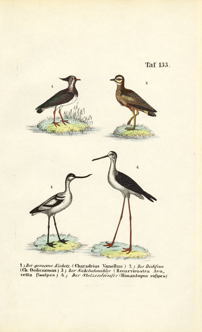 Northern Lapwing, Stone-curlew, Pied Avocet and Black-winged Stilt by J. W. Tenhaeff