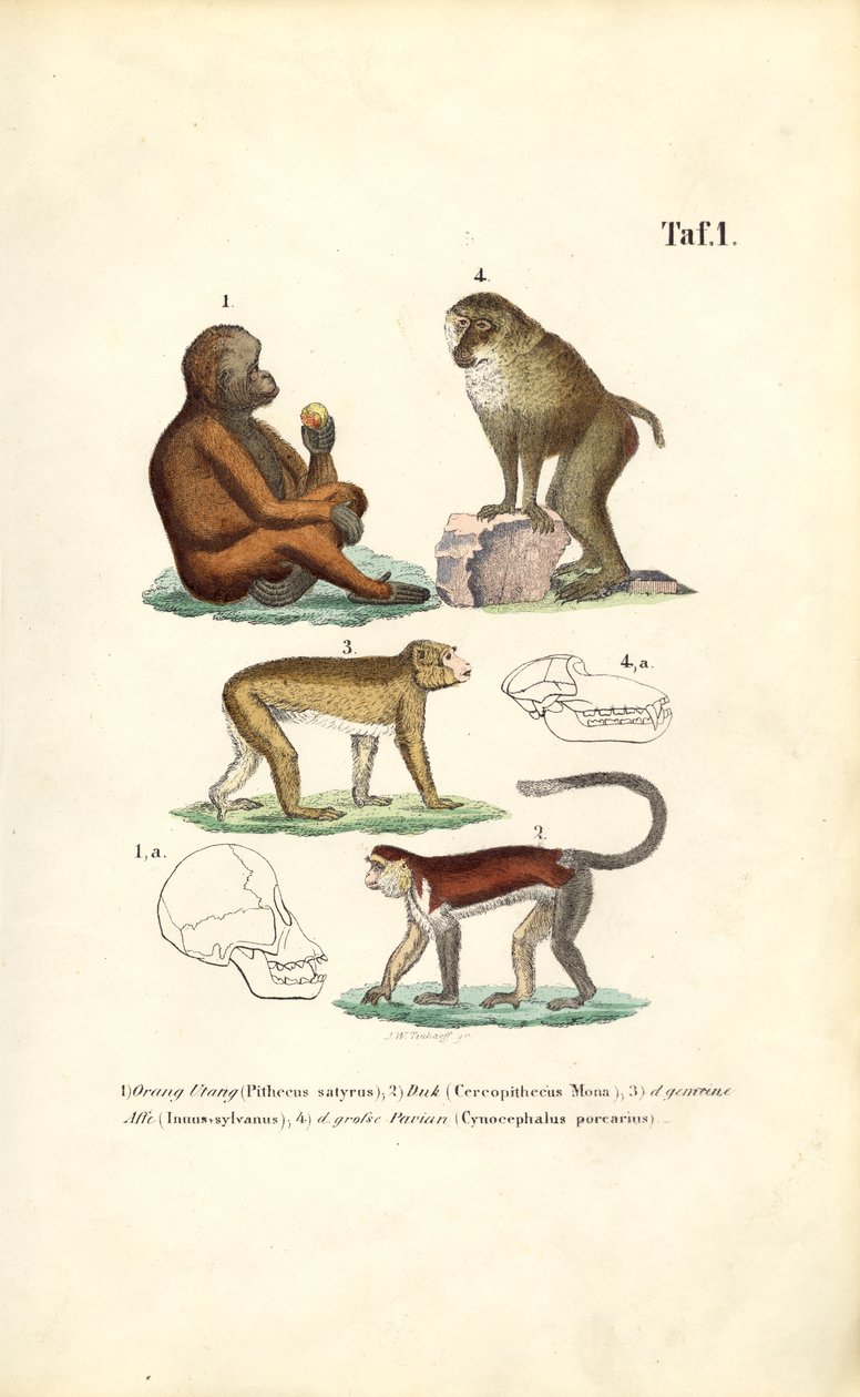 Old World Monkeys: Orangutan, Macaque, Monkey and Baboon by J. W. Tenhaeff
