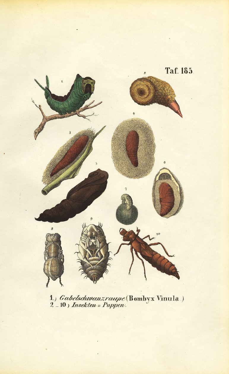 Puss Moth Caterpillar and Insect Pupae by J. W. Tenhaeff