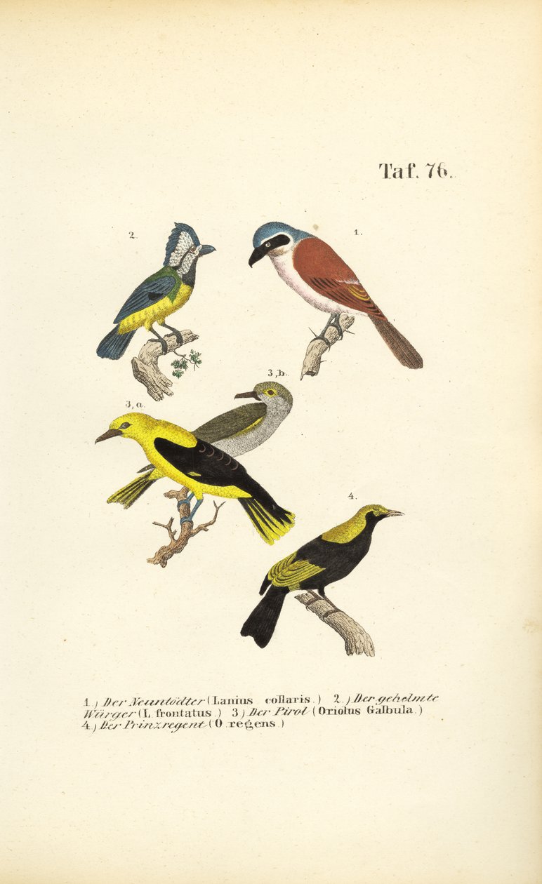 Red-backed Shrike, Masked Shrike, Golden Oriole and Regent Bird by J. W. Tenhaeff