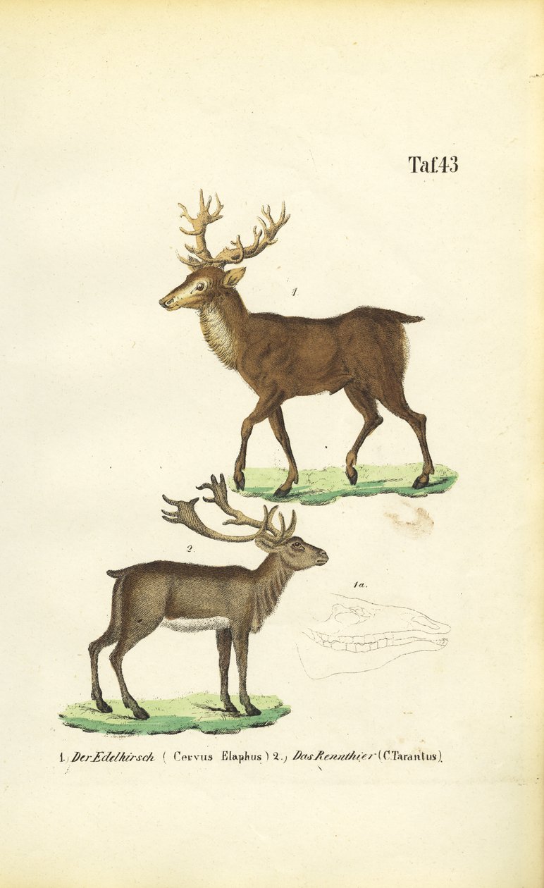 Red Deer and Reindeer by J. W. Tenhaeff