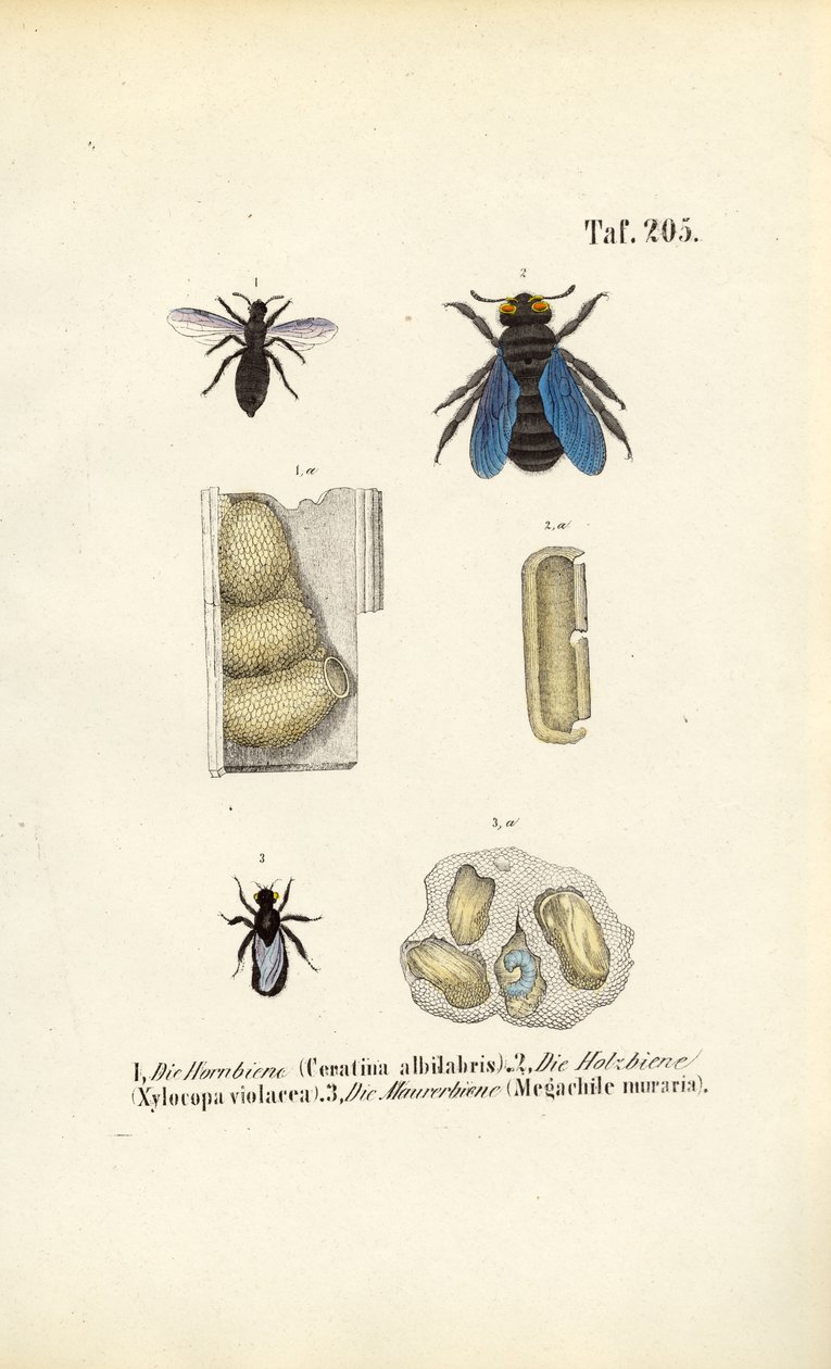 Specialized Bee Species and Their Nest Structures by J. W. Tenhaeff