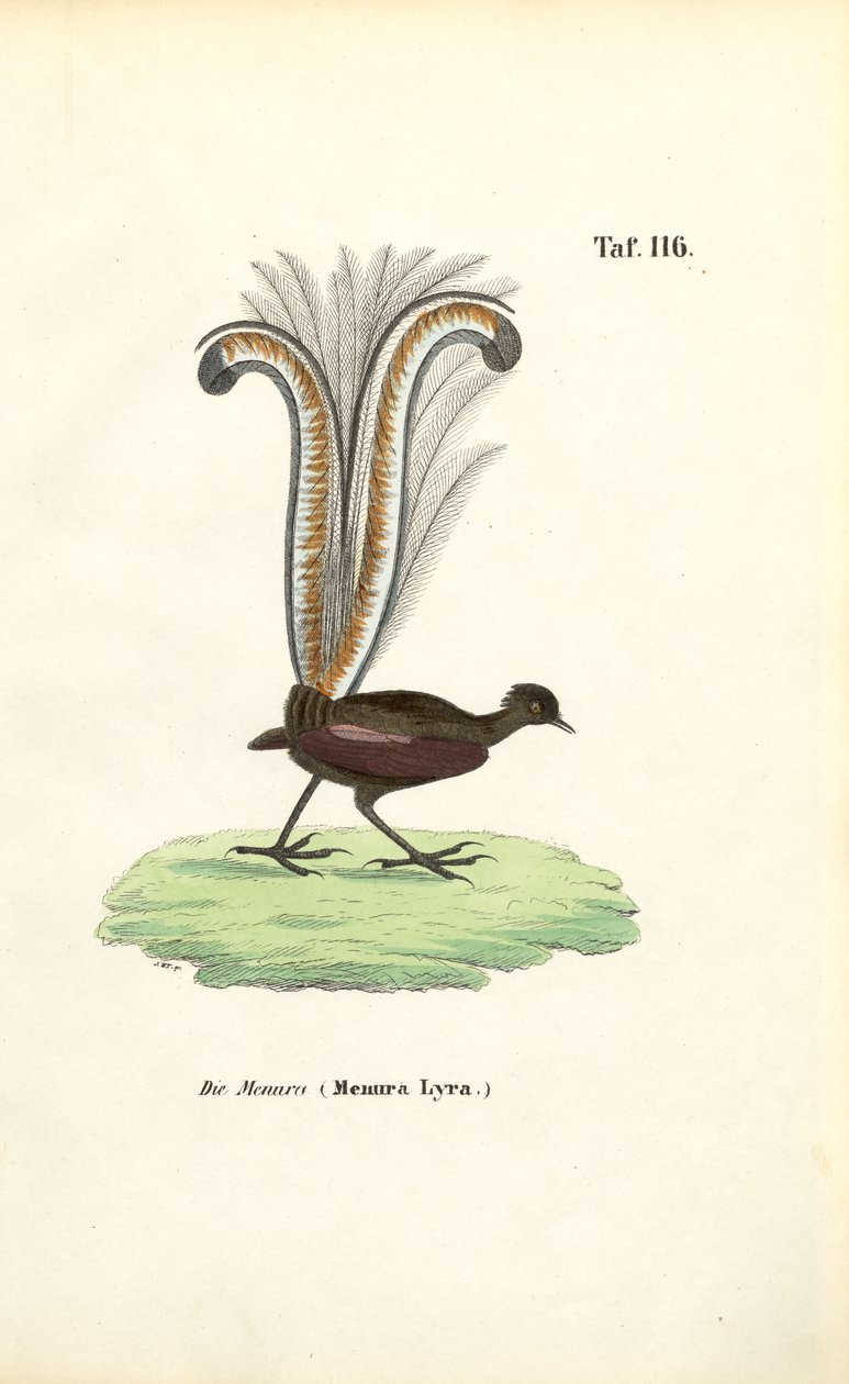 Superb Lyrebird by J. W. Tenhaeff