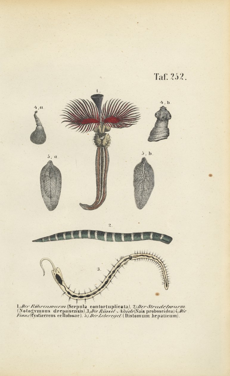 Tube Worm, Flatworm and Parasites by J. W. Tenhaeff