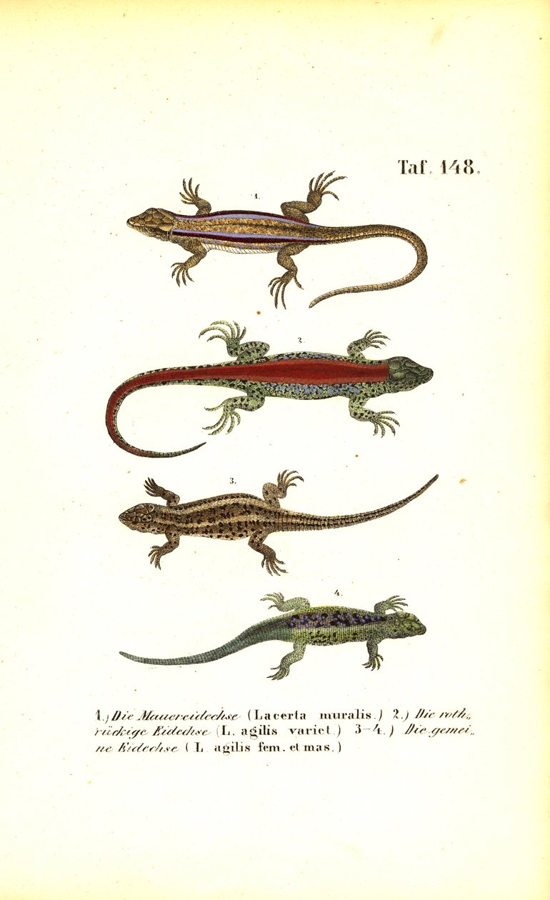 Various European Lizard Species by J. W. Tenhaeff