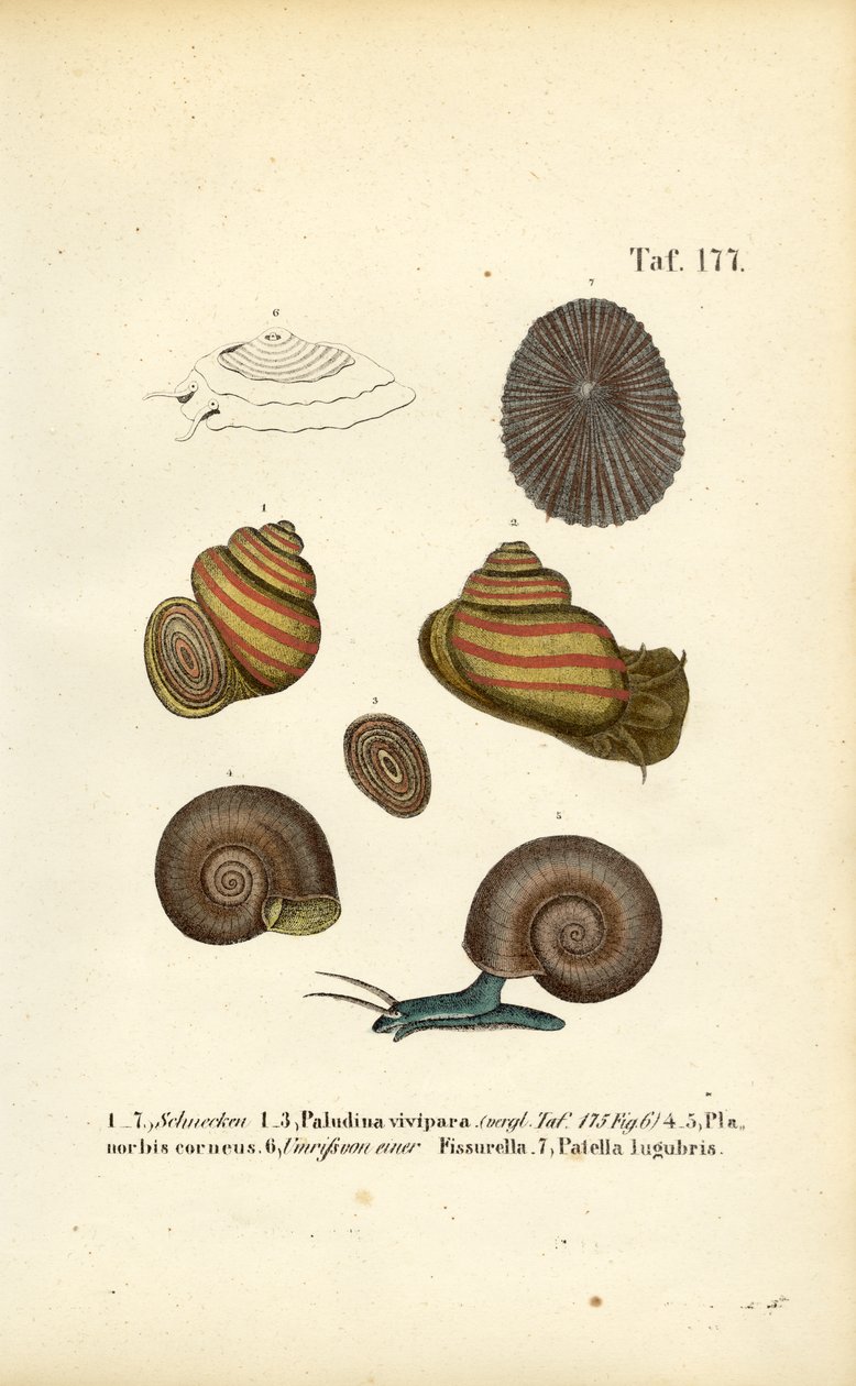 Various Fresh Water and Limpet Snails by J. W. Tenhaeff