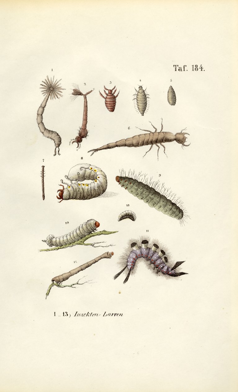 Various Insect Larvae and Their Morphology by J. W. Tenhaeff