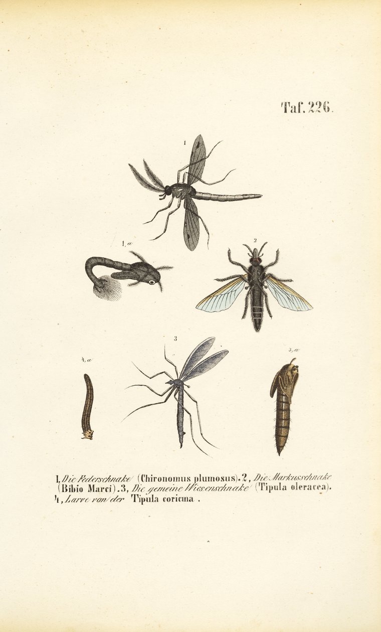 Various Midges and Mosquitoes with Their Developmental Stages by J. W. Tenhaeff