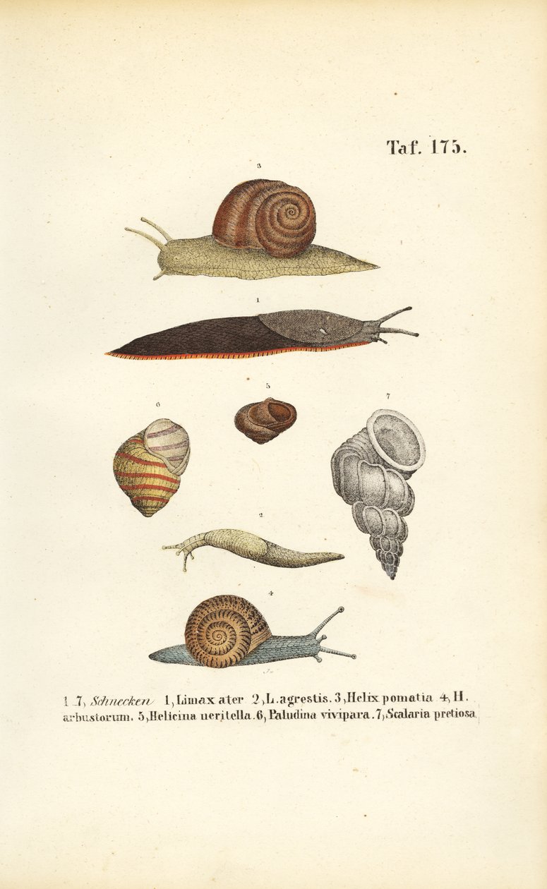Various Snail Species by J. W. Tenhaeff