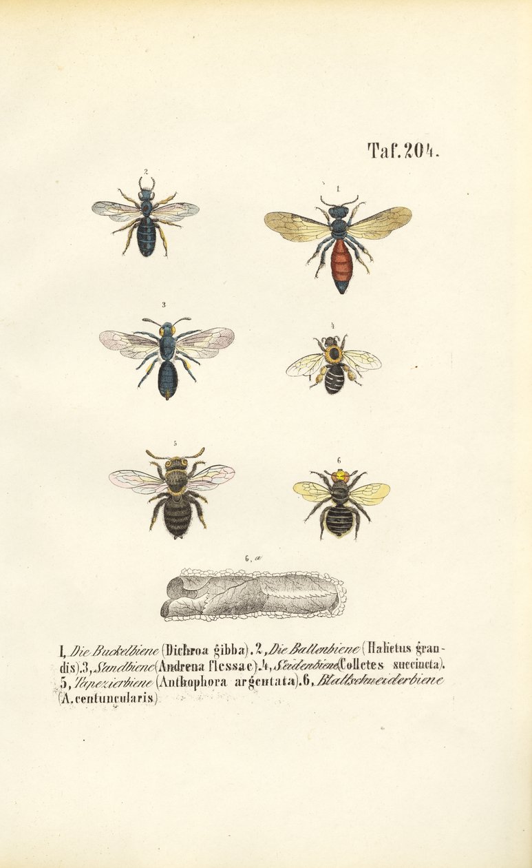 Various Wild Bee Species of Central Europe by J. W. Tenhaeff