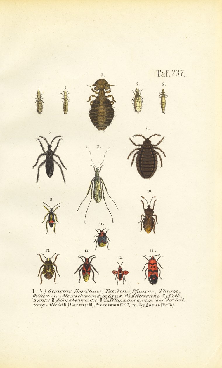 Various Parasites and True Bugs by J. W. Tenhaeff