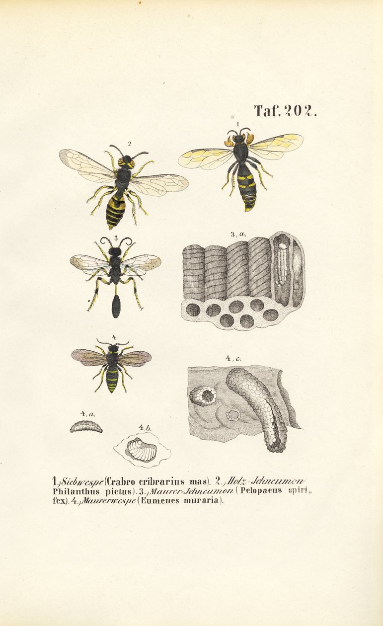 Wasps and Their Nest Constructions by J. W. Tenhaeff