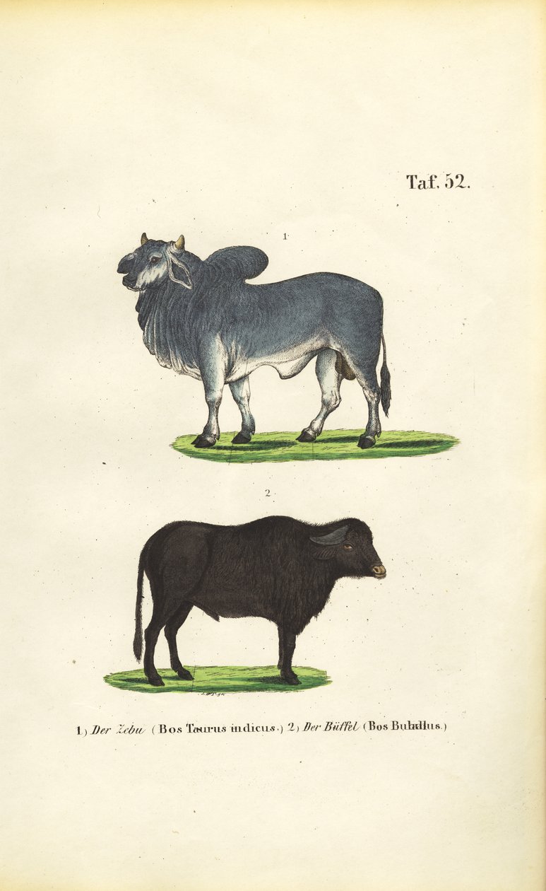 Zebu and Buffalo by J. W. Tenhaeff