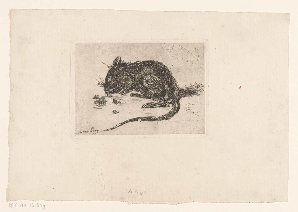 Mouse by Jac van Looij