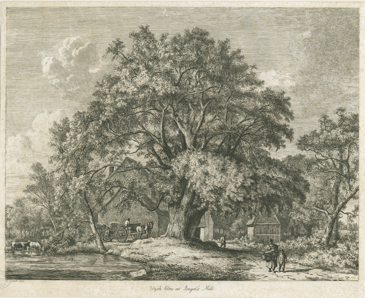 Blithfield - Wych Elm by Jacob George Strutt