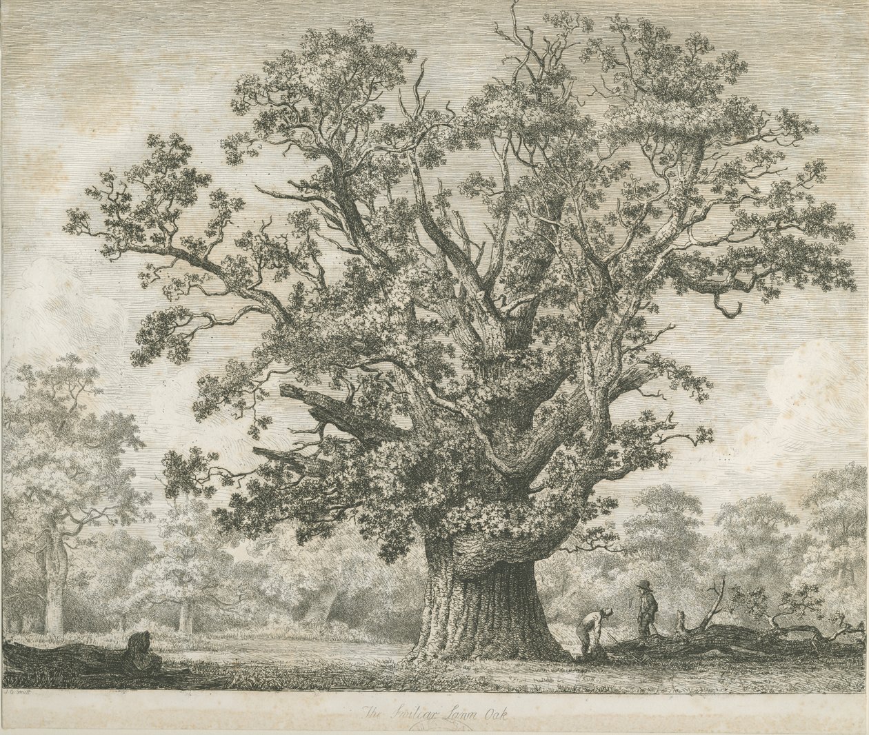 Needwood - Swilcar Oak by Jacob George Strutt