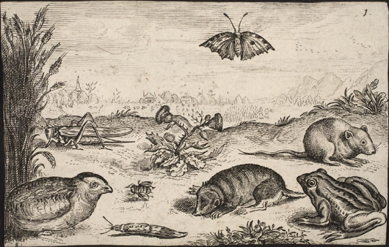 Small Animals and Insects: Grasshopper, Butterfly, Field Vole, Partridge, Bee, Snail, Mole and Frog by Jacob Matham