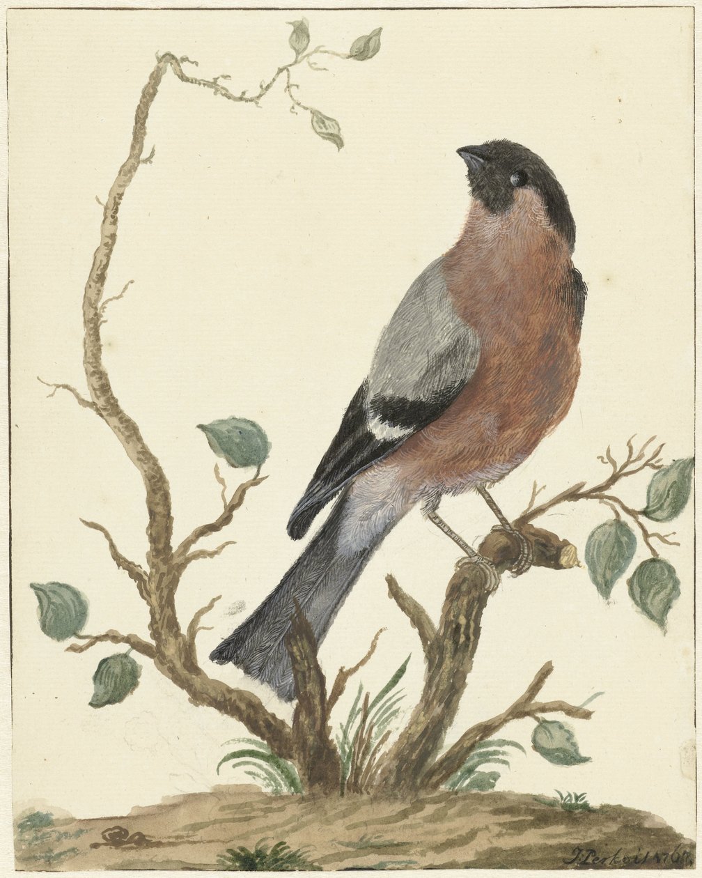 Bullfinch by Jacob Perkois