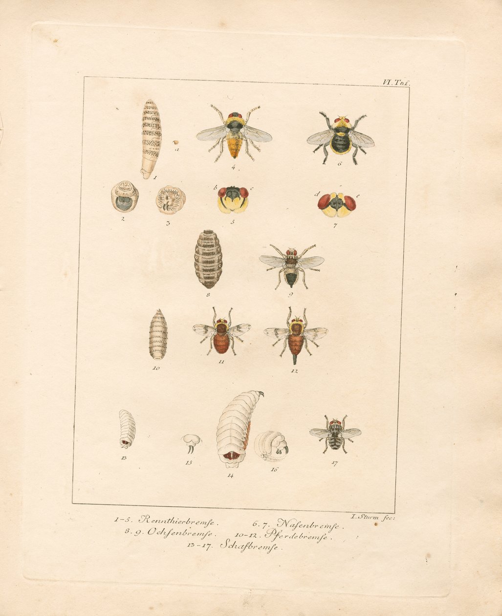 Various Fly Species and Their Developmental Stages by Jacob Sturm