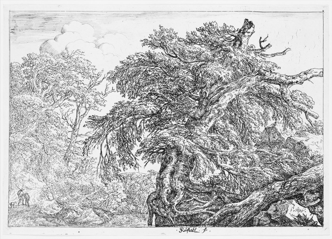 The Great Beech by Jacob van Ruisdael