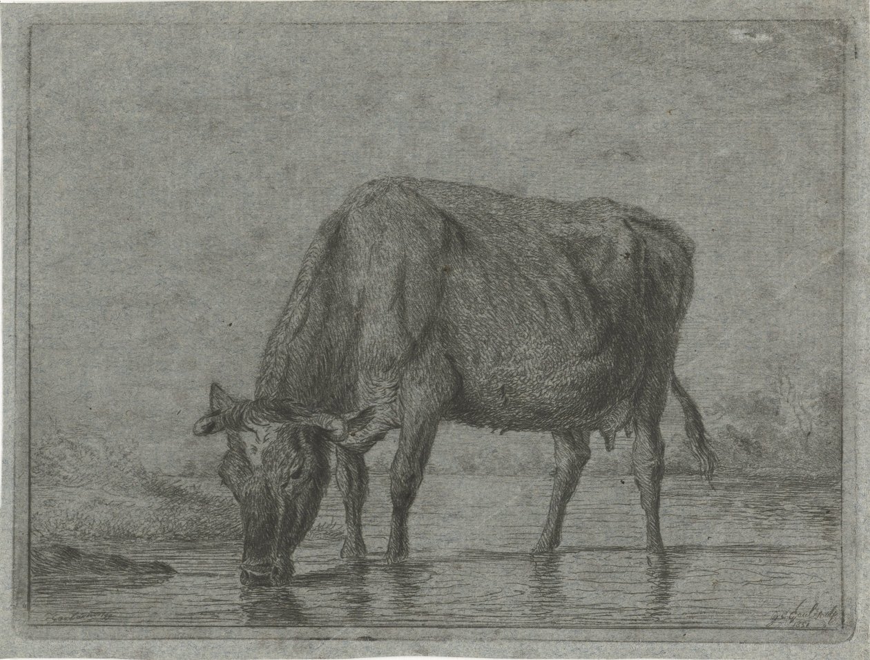 Cow Drinking from a Puddle by Jacobus Cornelis Gaal
