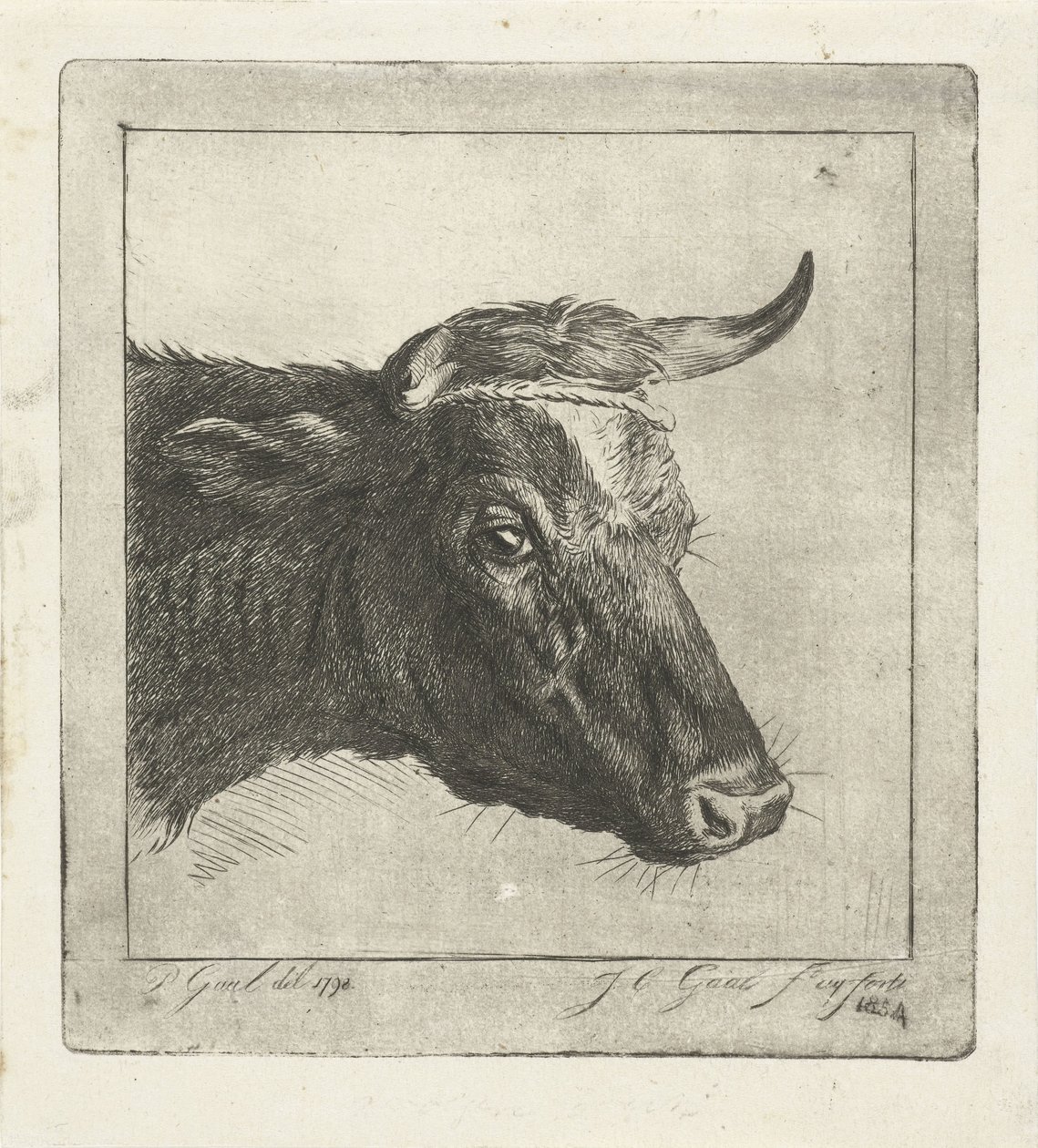 Head of a Cow with Rope around the Horns by Jacobus Cornelis Gaal