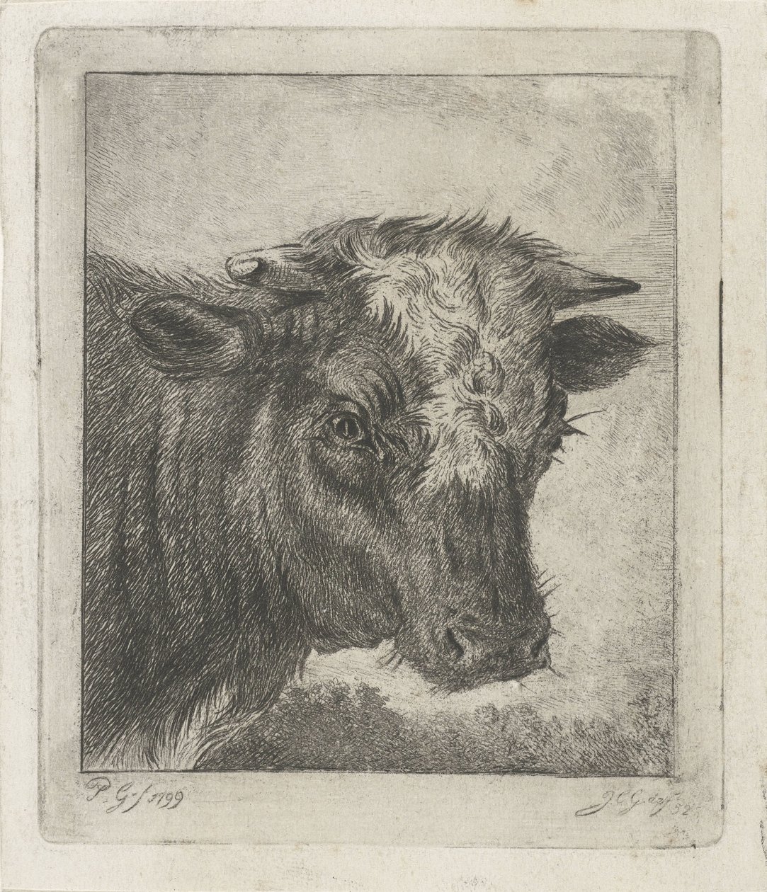 Head of a Cow with White Mark by Jacobus Cornelis Gaal