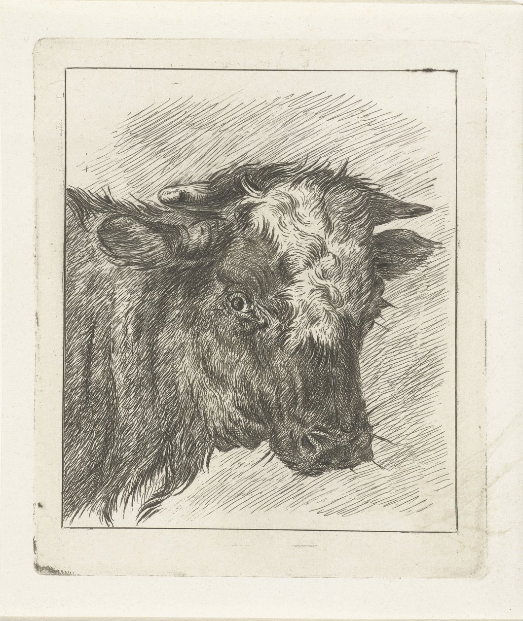 Head of a Cow with White Spot by Jacobus Cornelis Gaal
