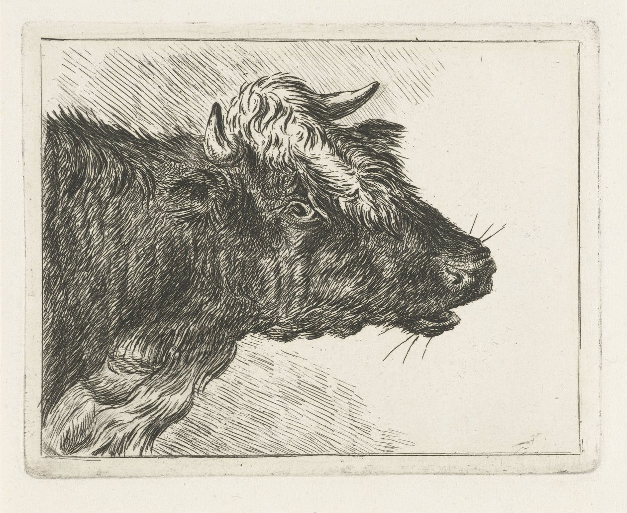 Bellowing Ox by Jacobus Cornelis Gaal