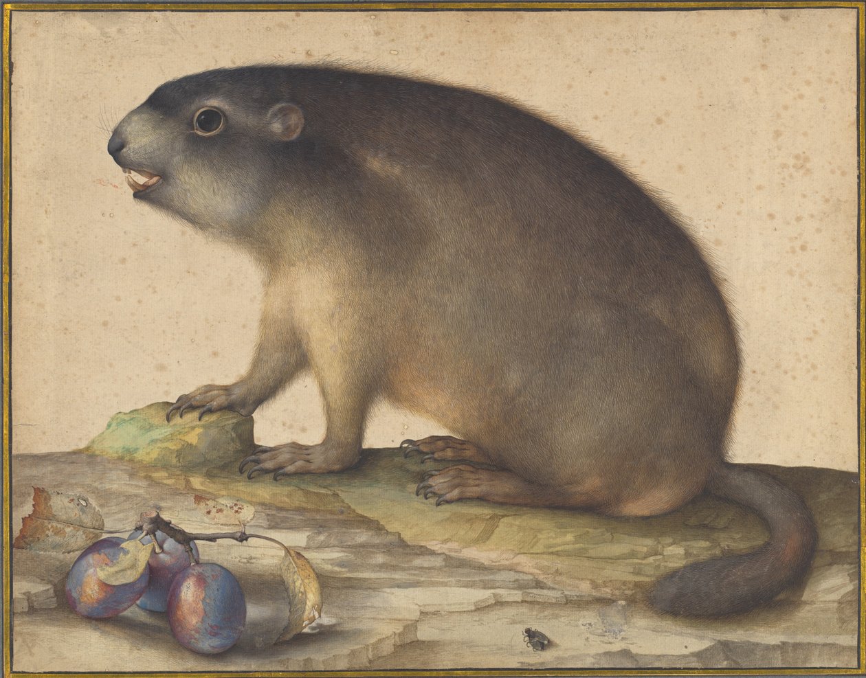 A Marmot with a Branch of Plums by Jacopo Ligozzi