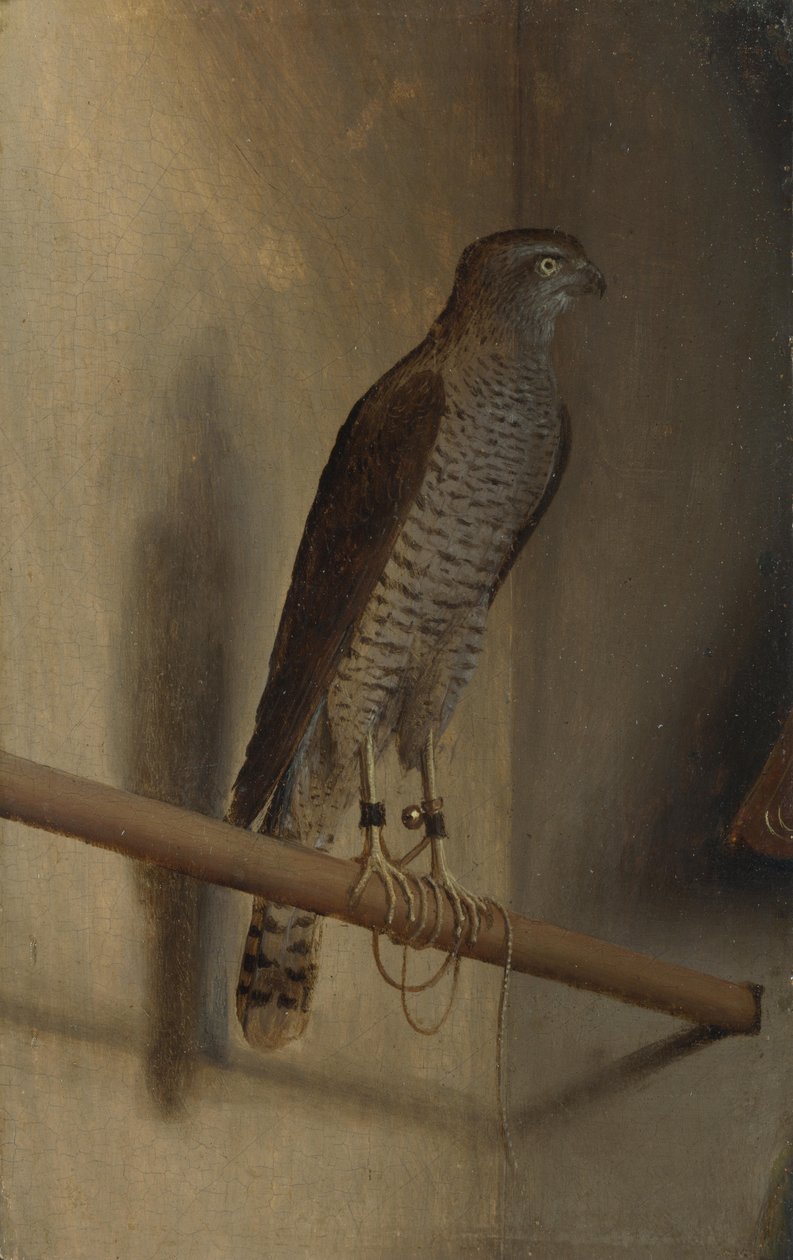 A Sparrowhawk by Jacopo de